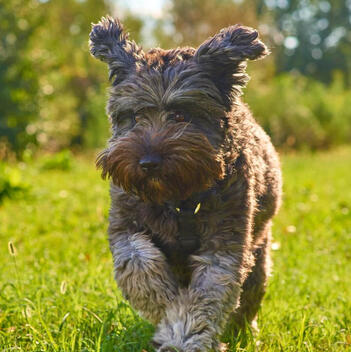 Teamrarebit.com Independent Dog Health Review | May 2026 | Teamrarebit.com Independent Dog Health Review | May 2026 |
