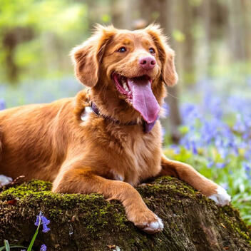 A TeamRareBit.com Research Note | Updated April 2026 A TeamRareBit.com Research Note | Updated April 2026