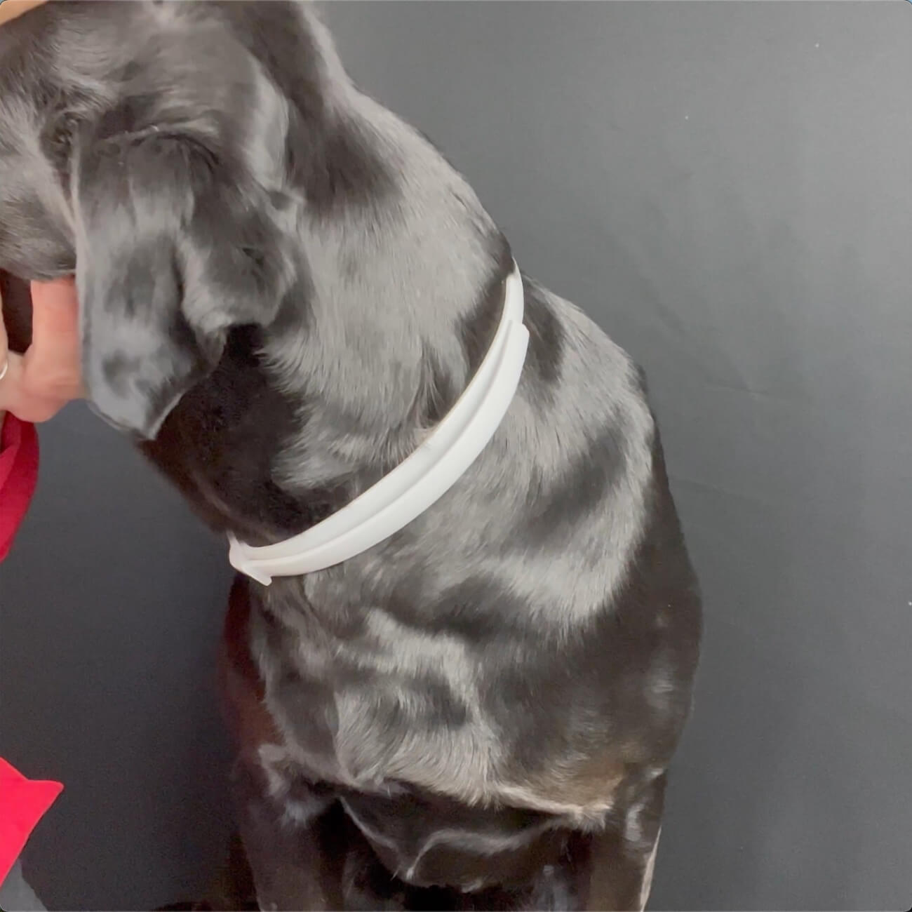 DEWEL™ Collar vs. Sprays vs. Monthly Treatments DEWEL™ Collar vs. Sprays vs. Monthly Treatments
