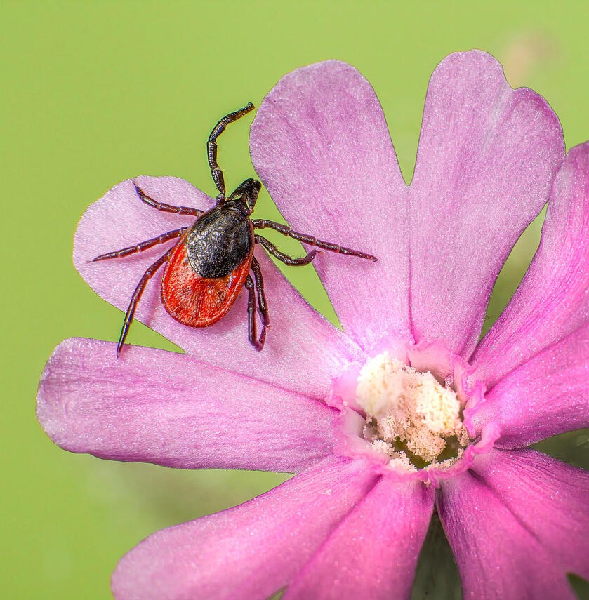 Why Ticks Are Hard to Avoid? Why Ticks Are Hard to Avoid?